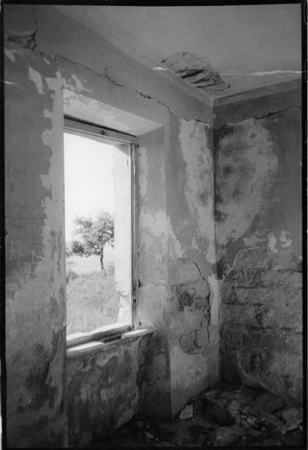 Tree (La Maddalena, Italy)